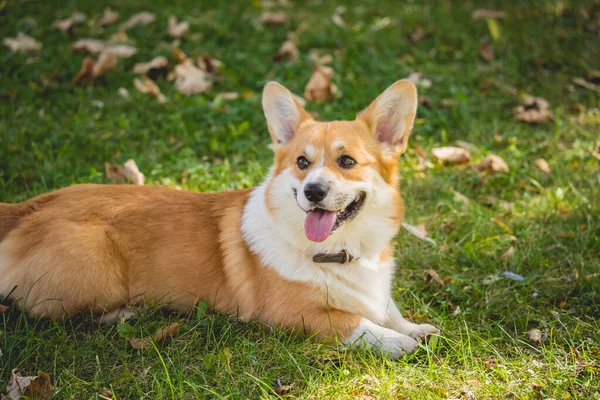 Retrato de cão corgi galês bonito no parque. — Fotografia de Stock