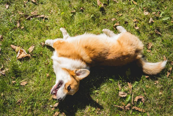 公园里可爱的腊肠狗的画像. — 图库照片