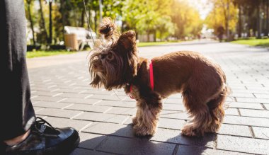 Sahibi Yorkshire teriyer köpeğini parkta gezdirir..