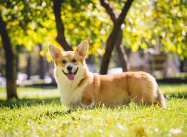Parktaki şirin Galli Corgi sosislisinin portresi.