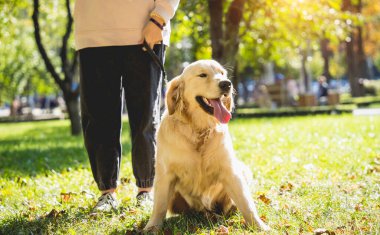 Sahibi parkta golden retriever köpeği oynuyor..