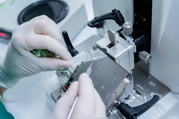 Assistente di laboratorio lavora su una sezione di microtomo rotante e fa scivolare il microscopio — Foto Stock