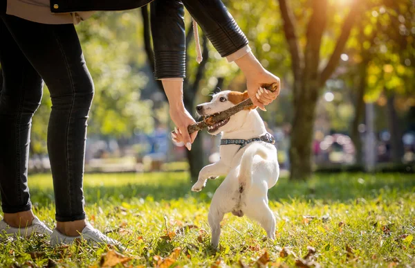 Właściciel trenuje psa terrier jack russell w parku. — Zdjęcie stockowe