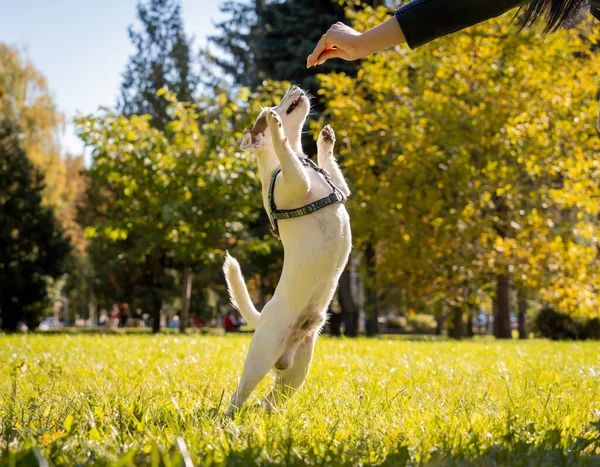 Pemilik melatih anjing terrier Jack Russell di taman. — Stok Foto