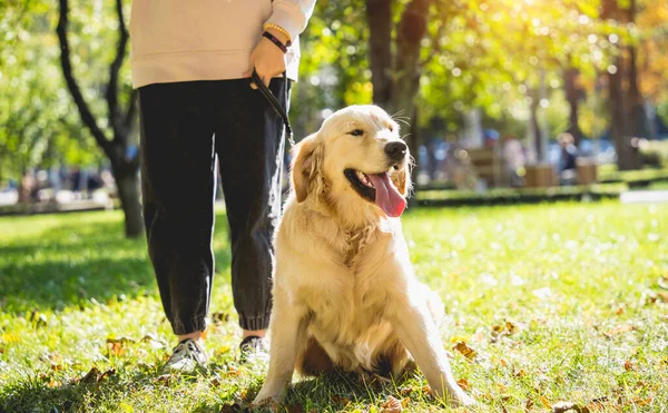 The owner plays the golden retriever dog in the park. — Stock Photo, Image