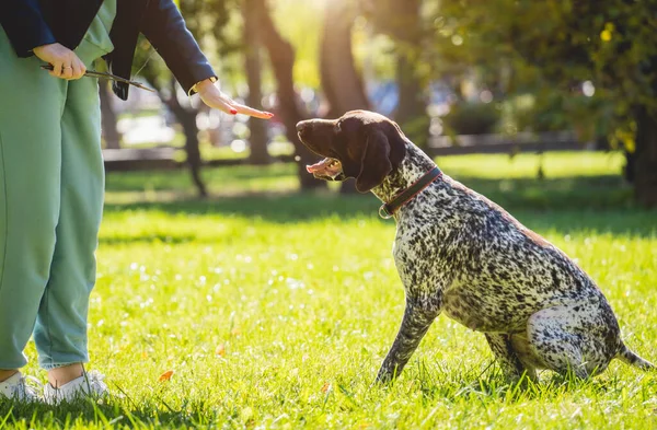 Ägaren tränar kurzhaar hunden i parken. — Stockfoto