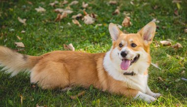 Parktaki şirin Galli Corgi sosislisinin portresi.