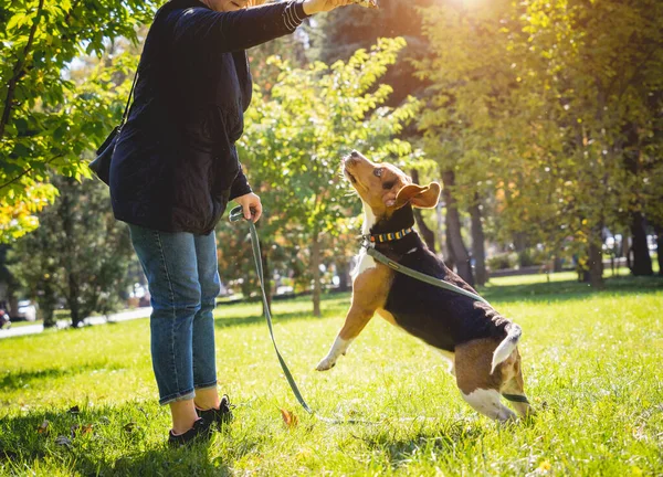 O dono treina o cão beagle no parque. — Fotografia de Stock