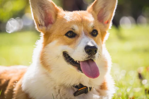 Portrait of cute welsh corgi dog at the park. — Stock Photo, Image