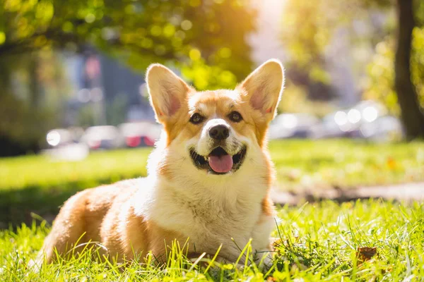 Πορτρέτο του χαριτωμένου σκύλου welsh corgi στο πάρκο. — Φωτογραφία Αρχείου