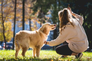 Sahibi parkta golden retriever köpeği oynuyor..