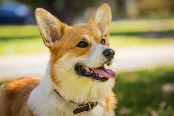 Portret uroczego walijskiego psa corgi w parku. — Zdjęcie stockowe