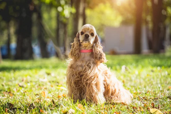 Portrait of cute american cocker spaniel dog at the park. — Stock Photo, Image