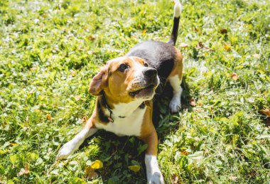 Parktaki sevimli av köpeğinin portresi..