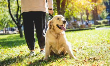 Sahibi parkta golden retriever köpeği oynuyor..