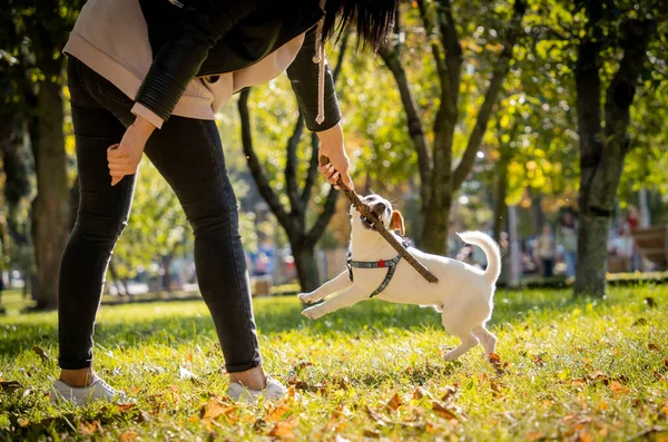 El dueño entrena al perro Jack Russell Terrier en el parque. — Foto de Stock