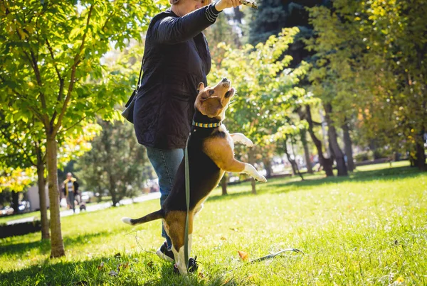 Ägaren tränar beagle dog i parken. — Stockfoto