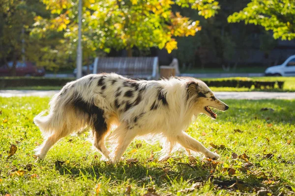 Potret anjing collie kasar lucu di taman. — Stok Foto