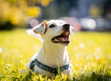 Parktaki şirin Jack Russell Terrier köpeğinin portresi..