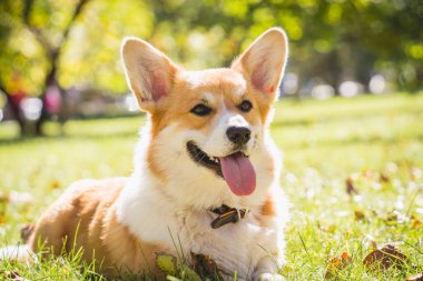 Parktaki şirin Galli Corgi sosislisinin portresi.