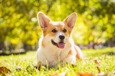 Parktaki şirin Galli Corgi sosislisinin portresi.