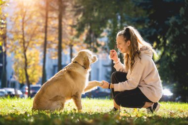 Sahibi parkta golden retriever köpeği oynuyor..