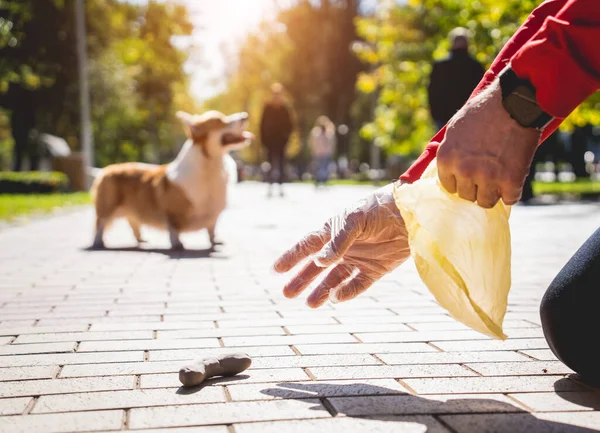 The owner picking up the poops after dog with plastic bag — Stock Photo, Image