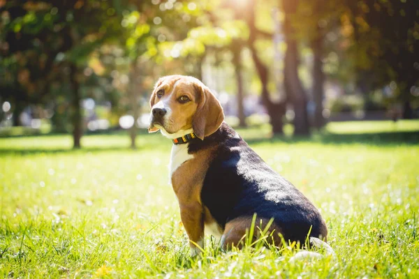 Portret van een beagle dog in het park. — Stockfoto