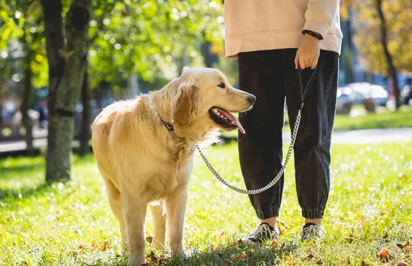 Ägaren spelar golden retriever hund i parken. — Stockfoto