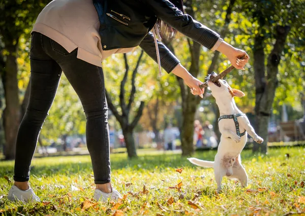 Pemilik melatih anjing terrier Jack Russell di taman. — Stok Foto