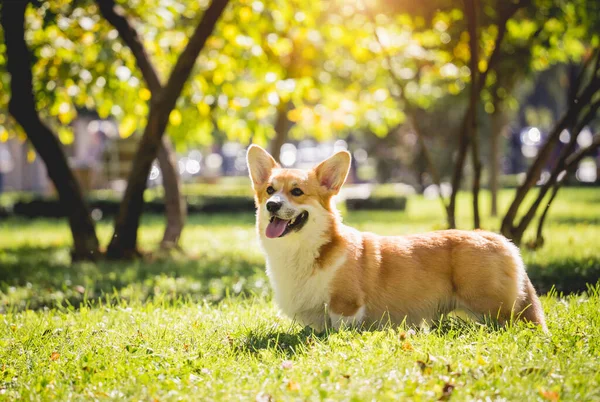 Portret van een schattige Welsh Corgi hond in het park. — Stockfoto