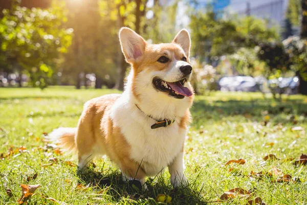 Portrait of cute welsh corgi dog at the park. — Stock Photo, Image