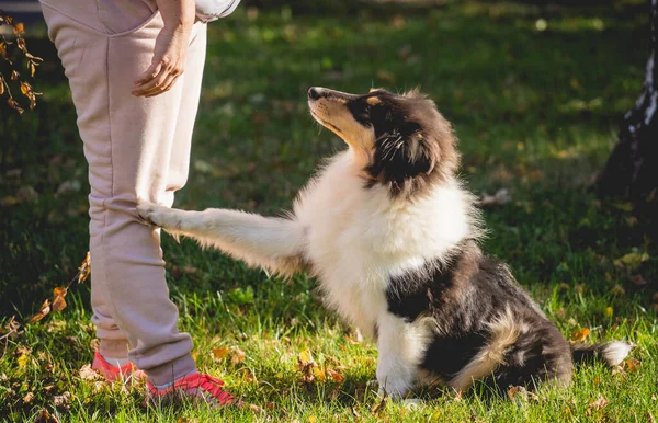 Herrchen trainiert den rauen Collie-Hund im Park. — Stockfoto