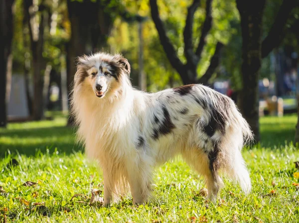 Porträtt av söt grov collie hund i parken. — Stockfoto