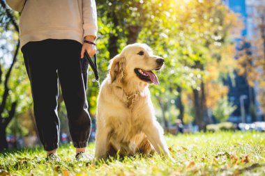 Sahibi parkta golden retriever köpeği oynuyor..