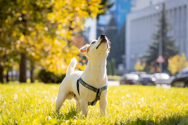 Portrait of cute jack Russell terrier anjing di taman. — Stok Foto