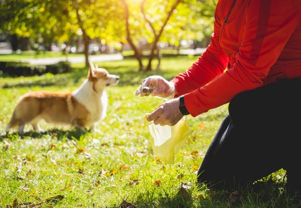 Ägaren plockar upp bajs efter hund med plastpåse — Stockfoto