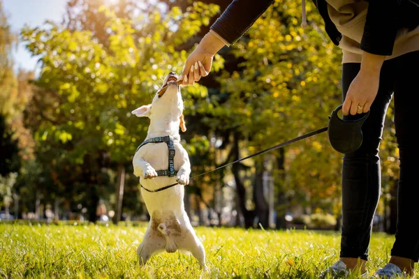 Il proprietario allena il cane jack russell terrier nel parco. — Foto Stock