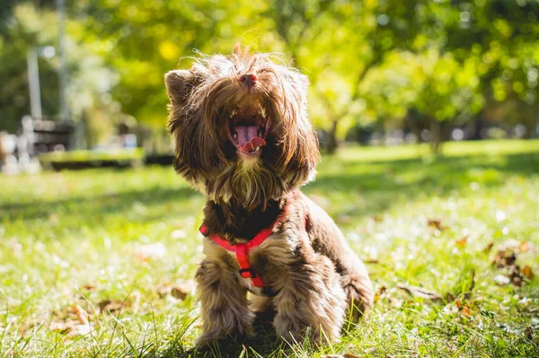 Ritratto di cane terrier carino yorkshire al parco. — Foto Stock