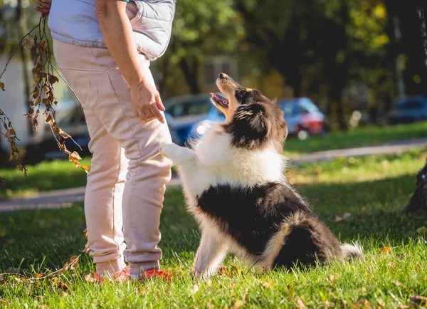 The owner trains the rough collie dog in the park. — Stock Photo, Image