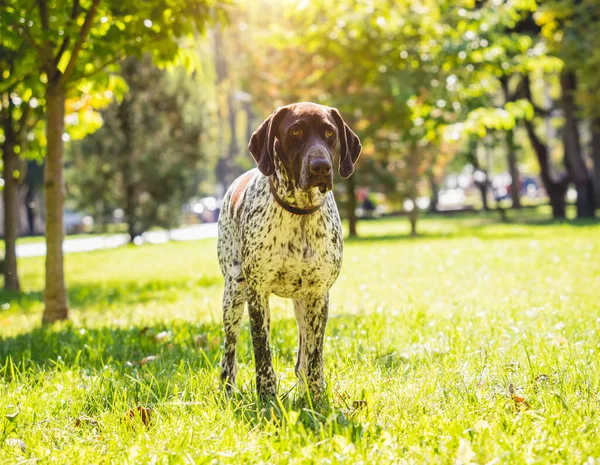 Portret van een schattige kurzhaar hond in het park. — Stockfoto