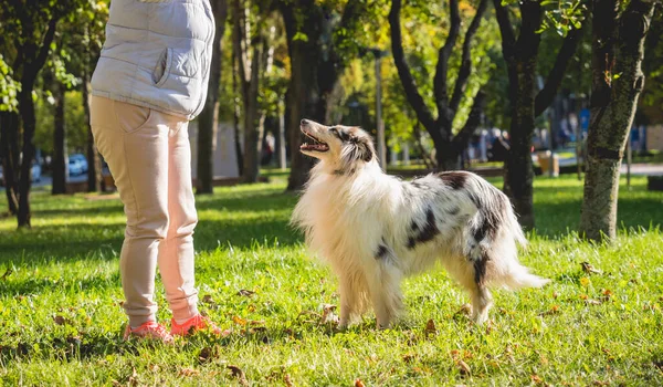 Ο ιδιοκτήτης εκπαιδεύει το άγριο σκυλί κόλεϊ στο πάρκο.. — Φωτογραφία Αρχείου