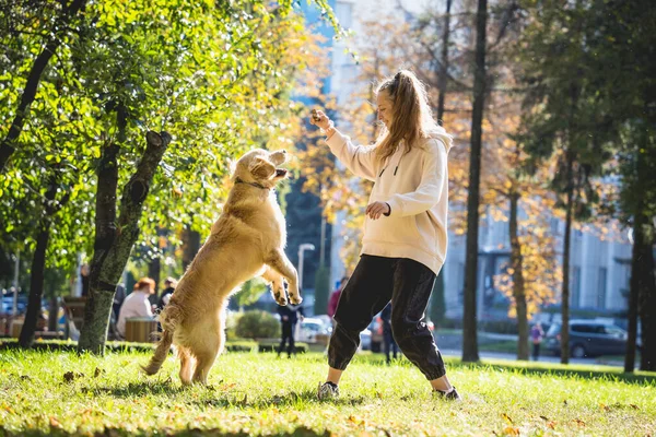 所有者は公園で黄金の回収犬を演じています. — ストック写真