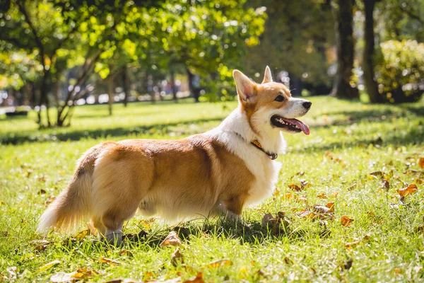 Parktaki şirin Galli Corgi sosislisinin portresi. — Stok fotoğraf