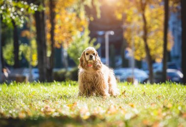 Parktaki sevimli Amerikan cocker spaniel köpeğinin portresi..