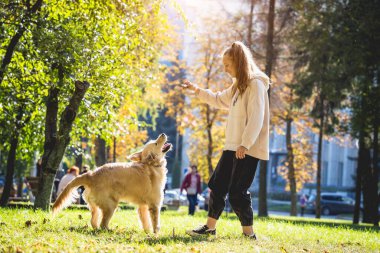 Sahibi parkta golden retriever köpeği oynuyor..