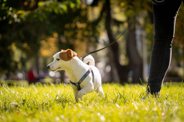 Ο ιδιοκτήτης εκπαιδεύει τον Τζακ Ράσελ Τεριέ σκύλο στο πάρκο.. — Φωτογραφία Αρχείου