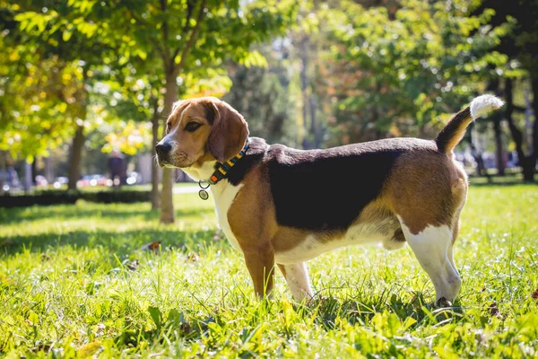 Πορτρέτο του χαριτωμένο σκυλί beagle στο πάρκο. — Φωτογραφία Αρχείου