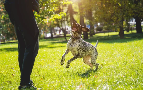 Ägaren tränar kurzhaar hunden i parken. — Stockfoto