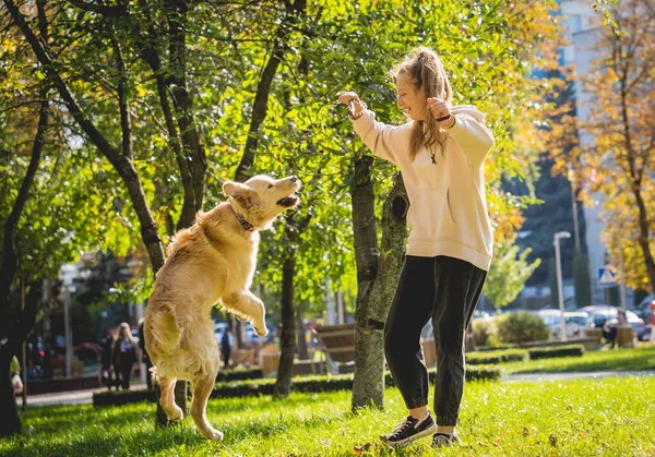 O dono joga o cão golden retriever no parque. — Fotografia de Stock